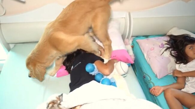 ゴールデンレトリーバー,動画