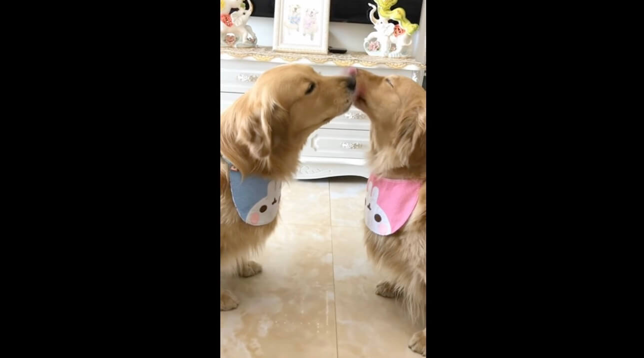 レトリーバー,動画