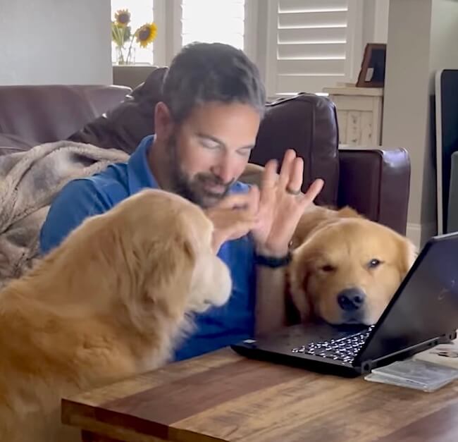 ゴールデンレトリーバー,動画