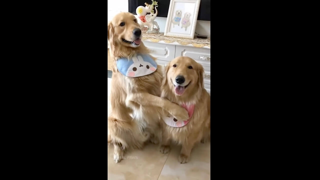 レトリーバー,動画