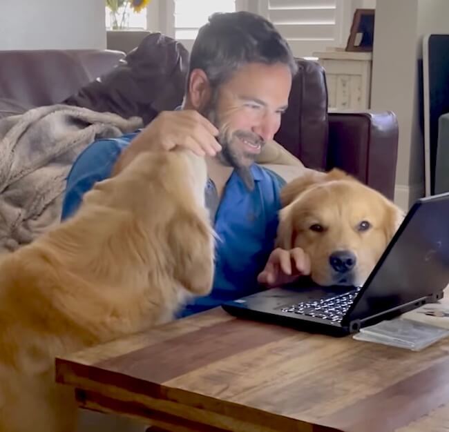 ゴールデンレトリーバー,動画