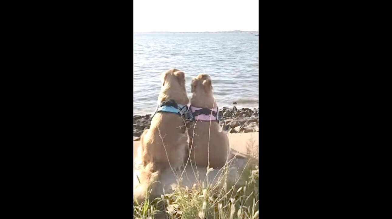 レトリーバー,動画