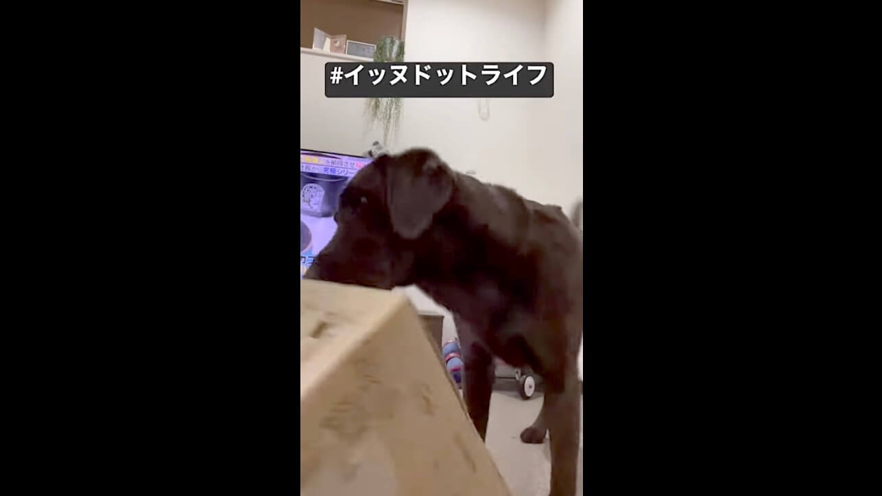 ラブラドール,イッヌドットライフ,動画