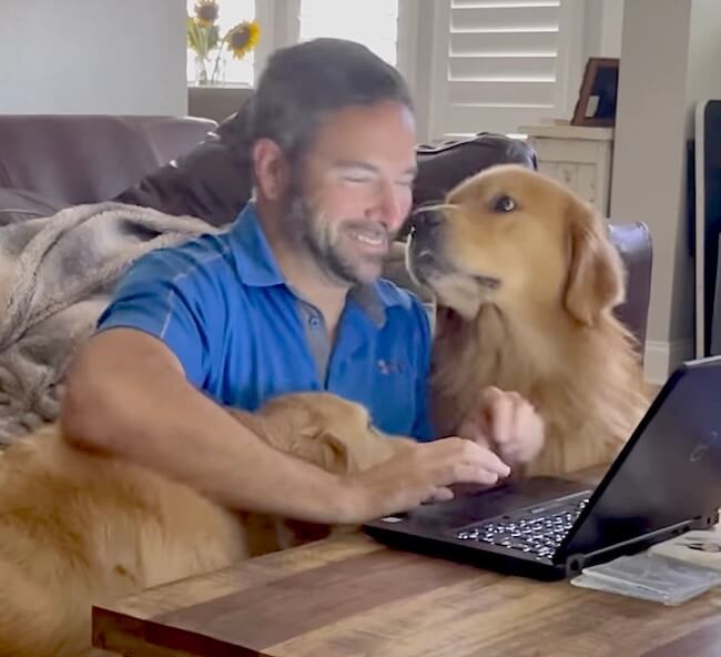 ゴールデンレトリーバー,動画