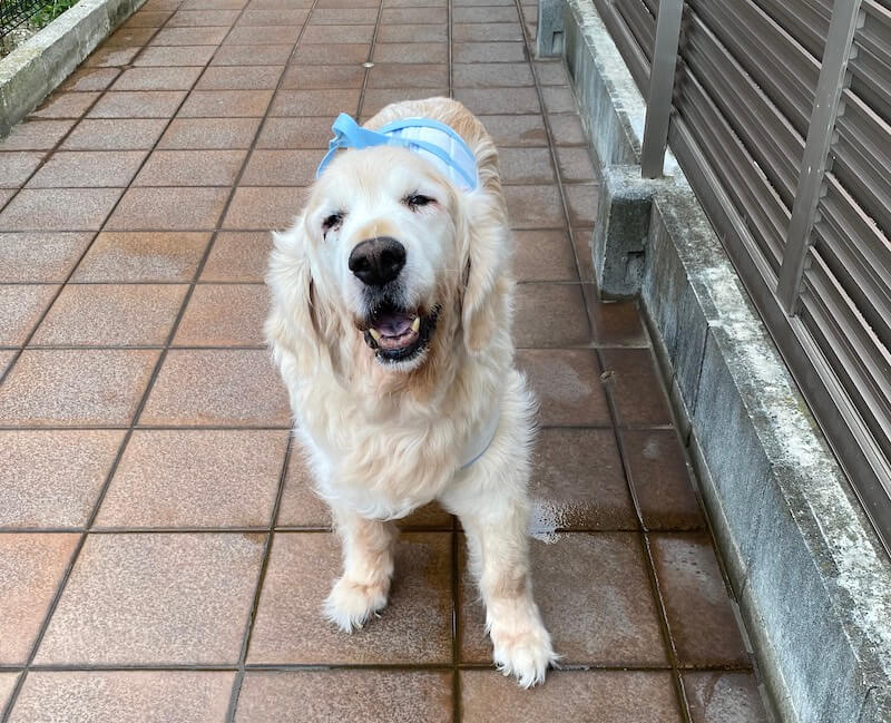 レジェンドレト,ゴールデン・レトリーバー