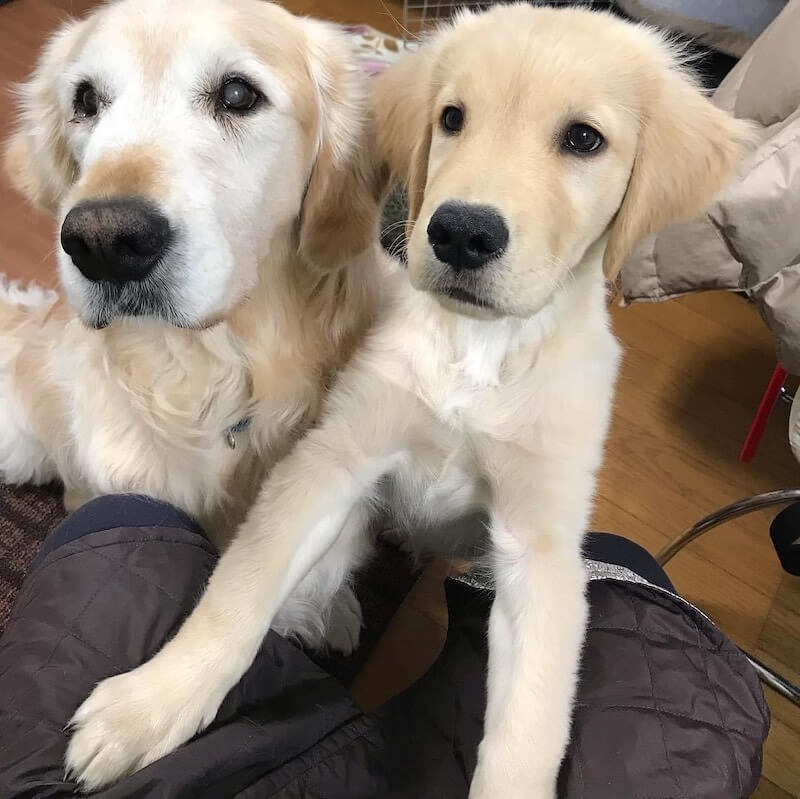 ゴールデンレトリバー