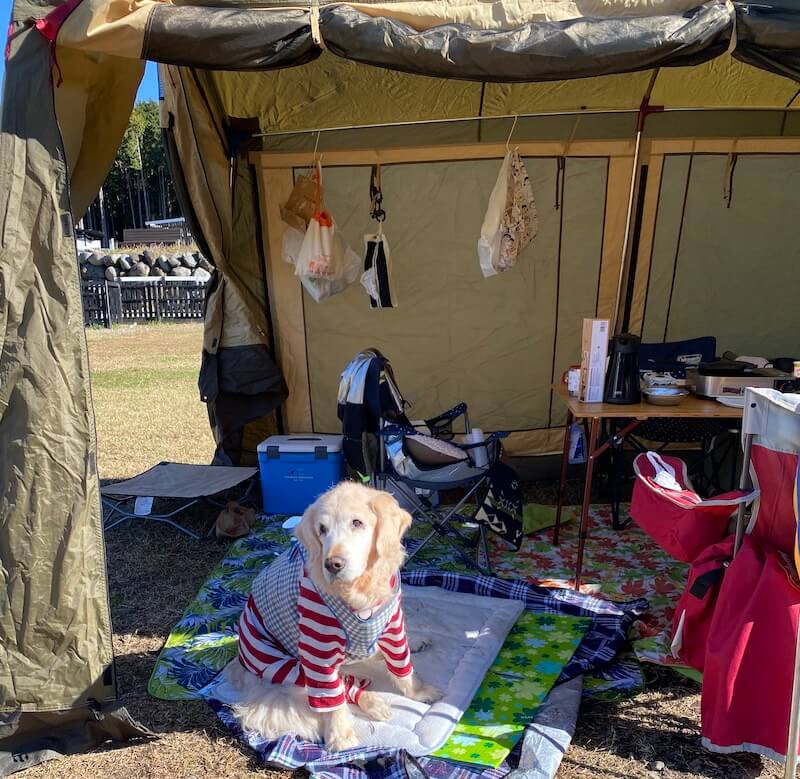 ゴールデンレトリバー