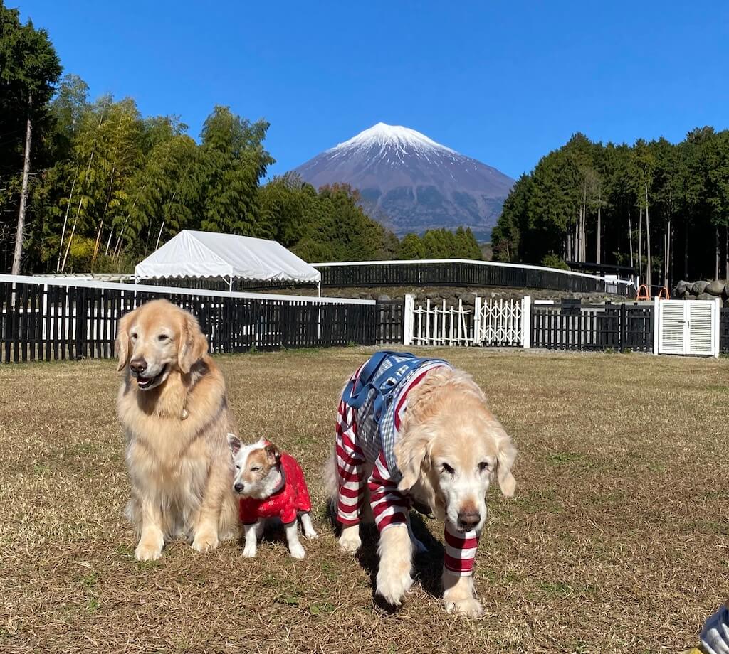 ゴールデンレトリバー,ミックス犬
