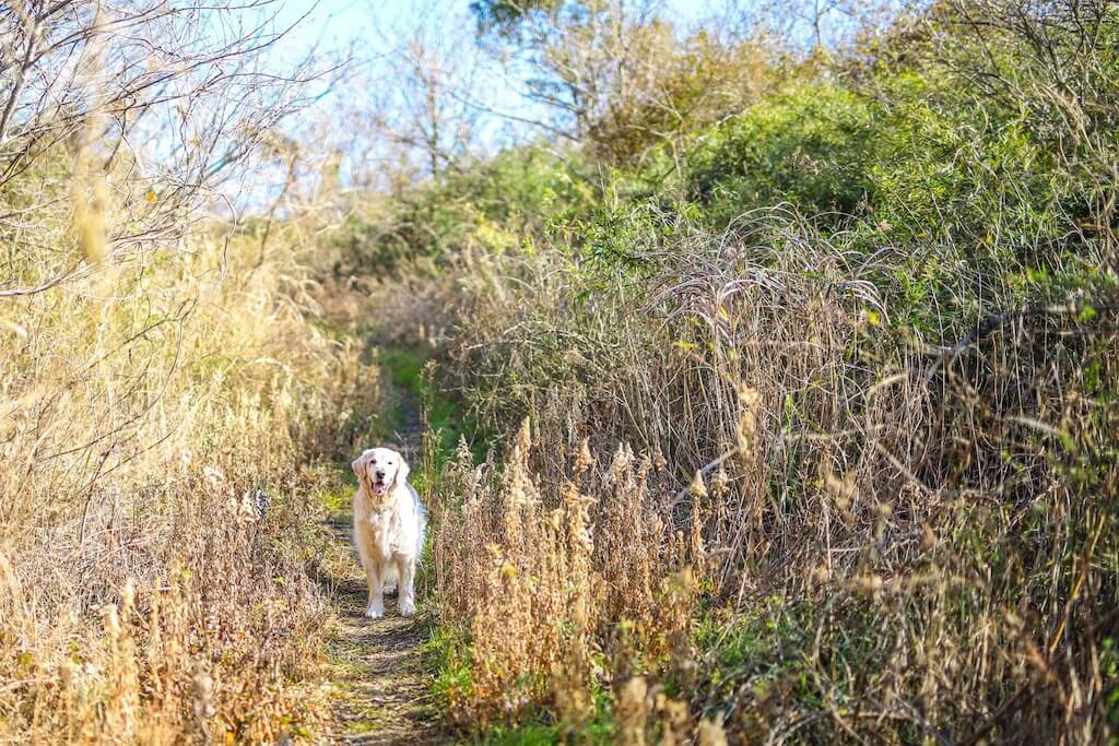 ゴールデンレトリバー