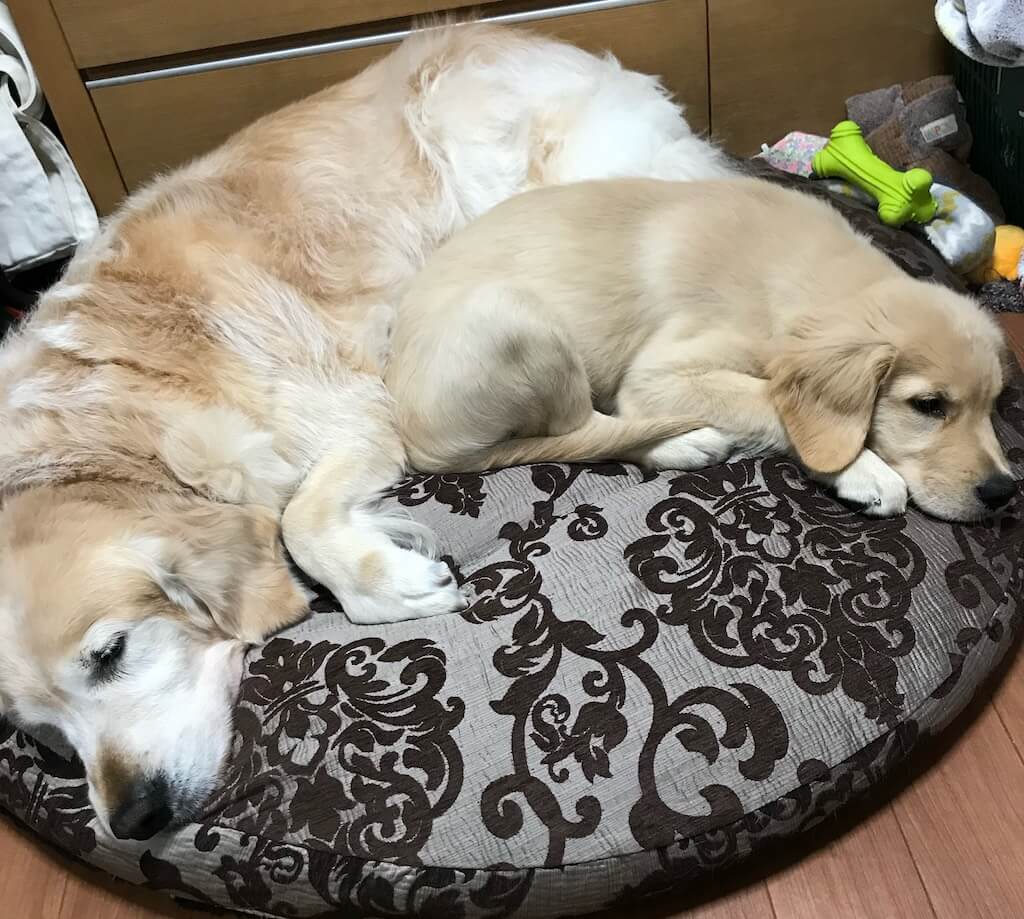 ゴールデンレトリバー