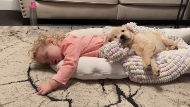 ゴールデンレトリーバー,動画