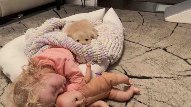 ゴールデンレトリーバー,動画