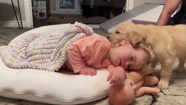 ゴールデンレトリーバー,動画