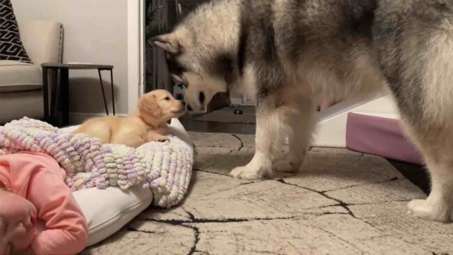 ゴールデンレトリーバー,動画