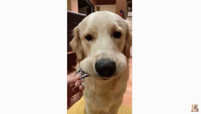 ゴールデンレトリーバー,動画