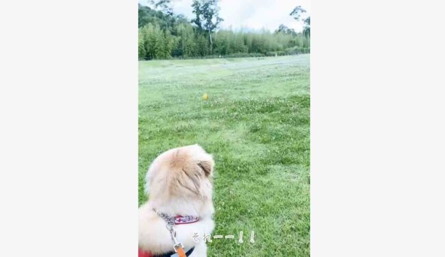 ゴールデンレトリーバー,動画