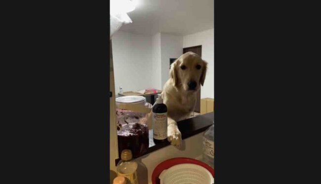 ゴールデンレトリーバー,動画