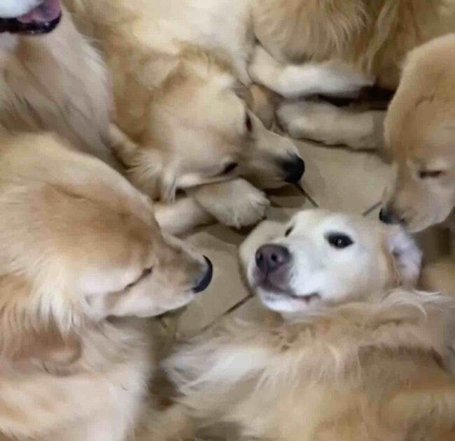 ゴールデンレトリーバー,動画