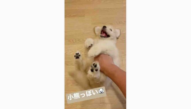 ゴールデンレトリーバー,動画