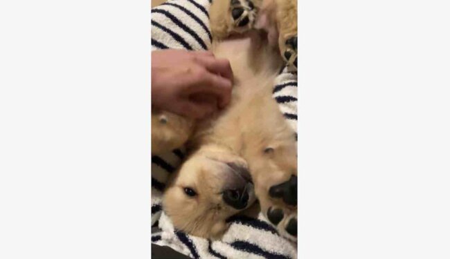 ゴールデンレトリーバー,動画