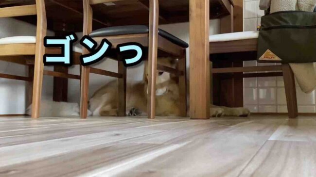 ゴールデンレトリーバー,動画