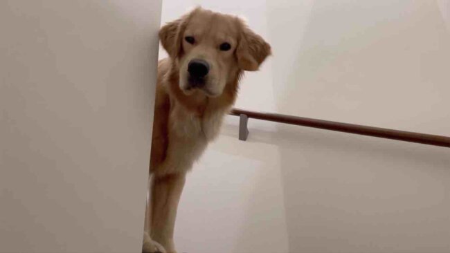 ゴールデンレトリーバー,動画