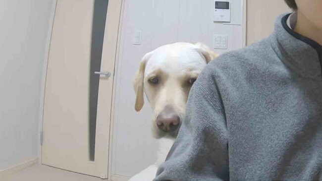 ラブラドールレトリーバー,動画