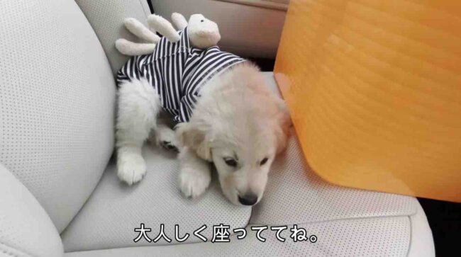 ゴールデンレトリーバー,動画