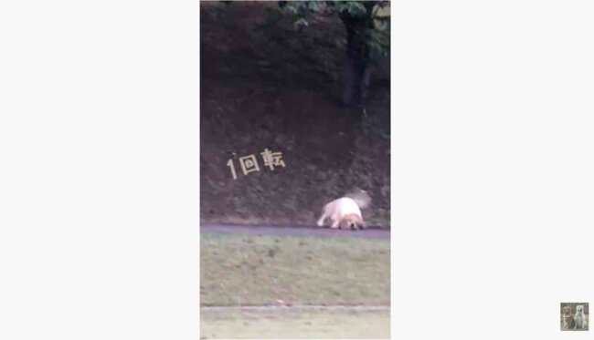 ゴールデンレトリーバー,動画