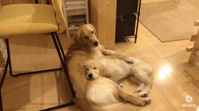 ゴールデンレトリーバー,動画