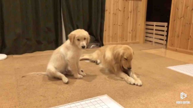 ゴールデンレトリーバー,動画