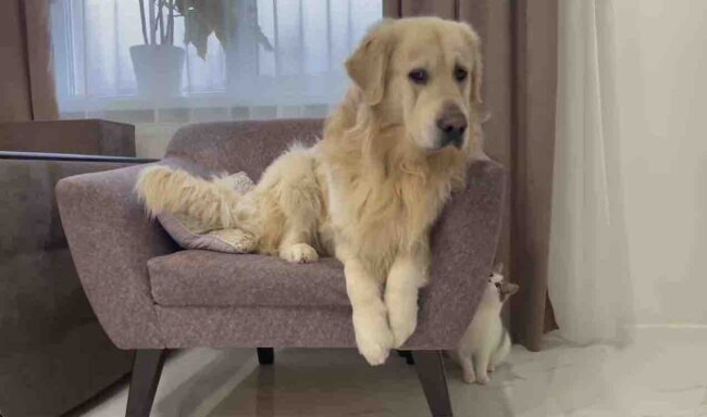 ゴールデンレトリーバー,動画