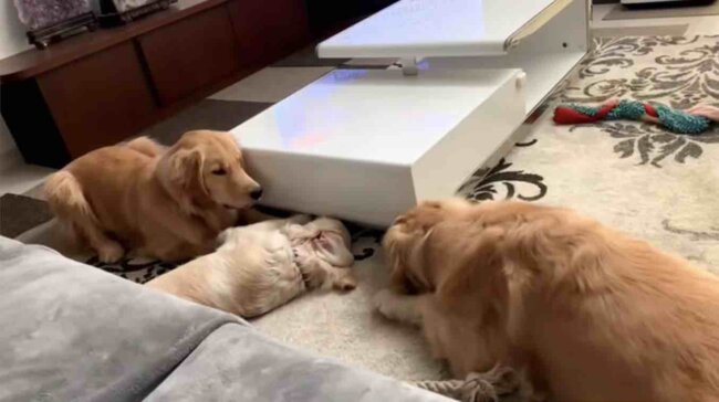 ゴールデンレトリーバー,動画