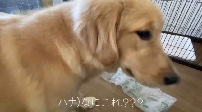 ゴールデンレトリーバー,動画