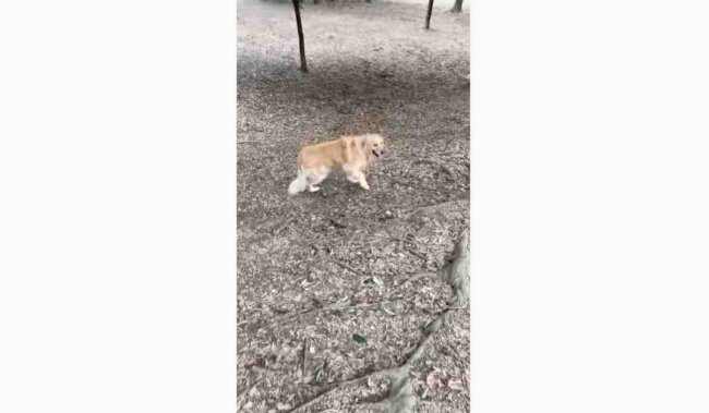 ゴールデンレトリーバー,動画