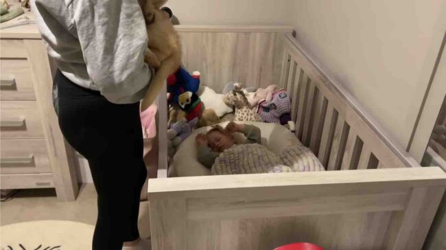 ゴールデンレトリーバー,動画