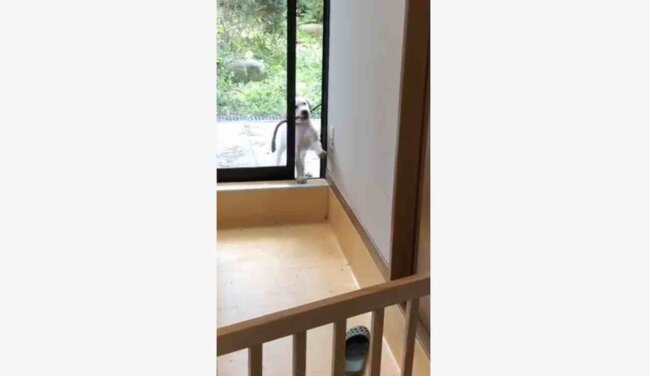 ラブラドールレトリーバー,動画