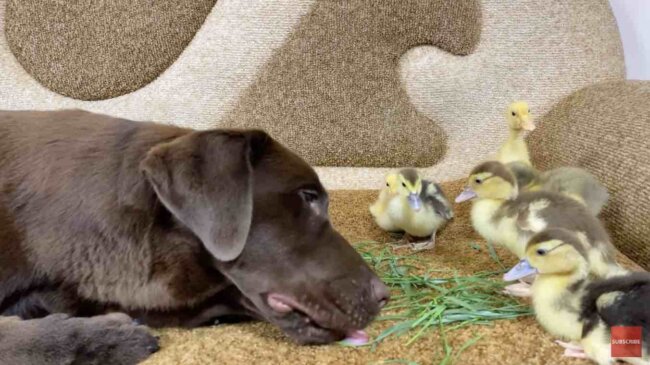 ラブラドールレトリーバー,動画