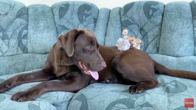 ラブラドールレトリーバー,動画