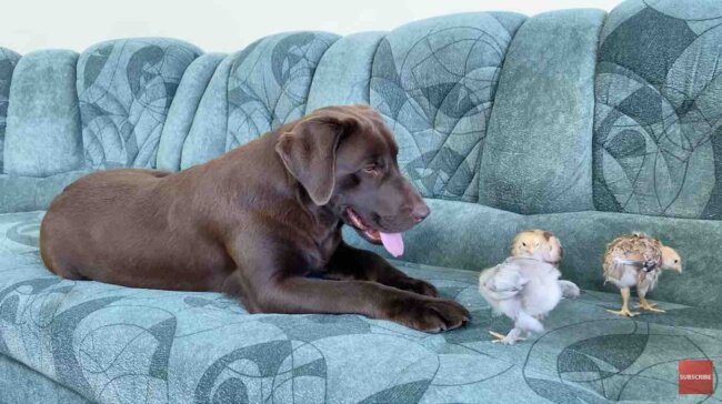 ラブラドールレトリーバー,動画