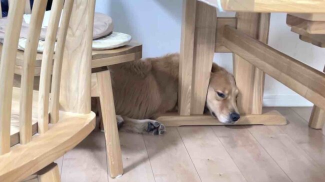 ゴールデンレトリーバー,動画