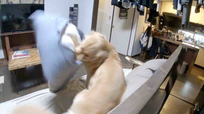 ゴールデンレトリーバー,動画