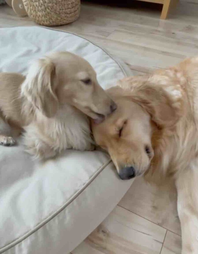 ゴールデンレトリーバー,動画