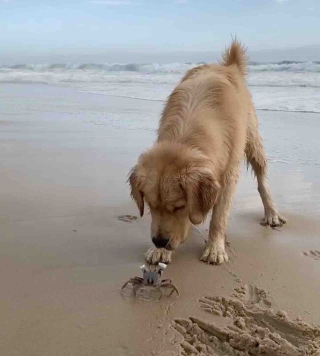 ゴールデンレトリーバー,動画