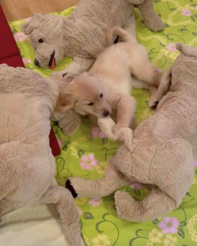 ゴールデンレトリーバー,動画