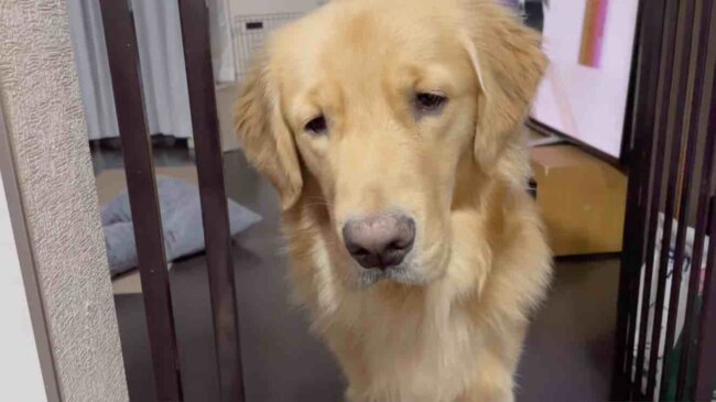 ゴールデンレトリーバー,動画