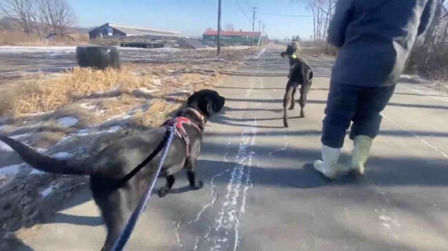 ラブラドールレトリーバー,動画