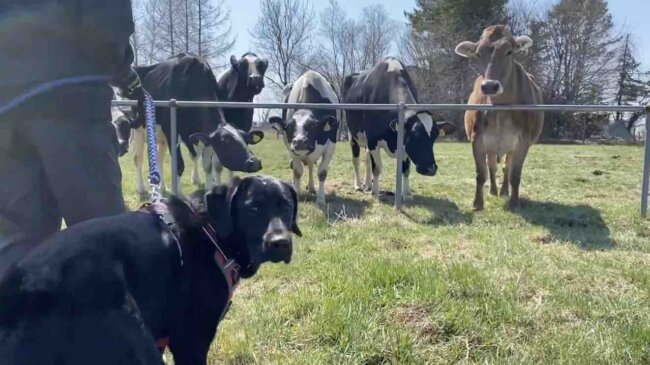 ラブラドールレトリーバー,動画