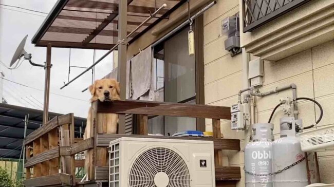 ゴールデンレトリーバー,動画