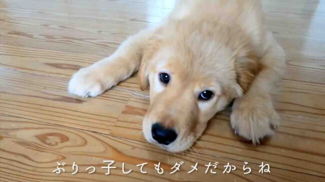 ゴールデンレトリーバー,動画